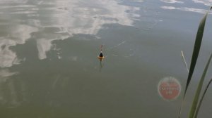 В какую погоду карася лучше не ловить?! В какую погоду карась не клюет?
