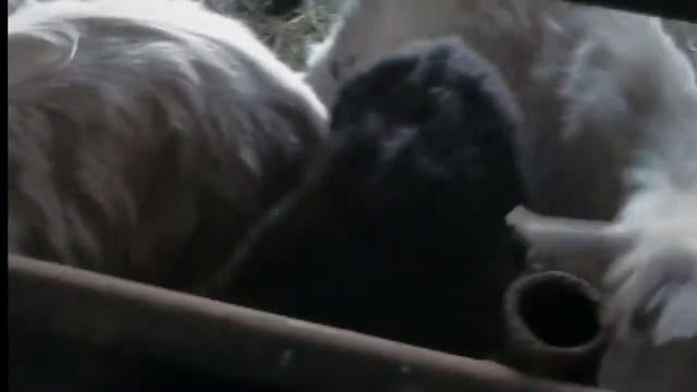 Гельминтизация коз смотреть онлайн