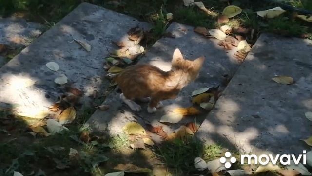 Котенок Рыжик купается по три раза в день.. Жарааа смотреть онлайн