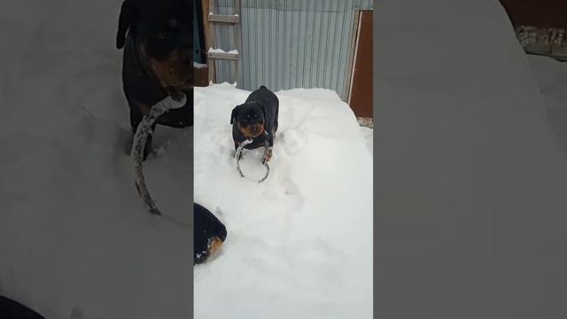 Ротвейлер Малыш купается а Сэм наблюдает😀🌲💯 смотреть онлайн