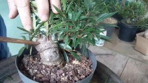 Engrossamento ficus 1