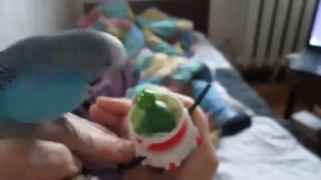 Попугай завел подружку Автор: Самые Убойные Анекдоты смотреть онлайн