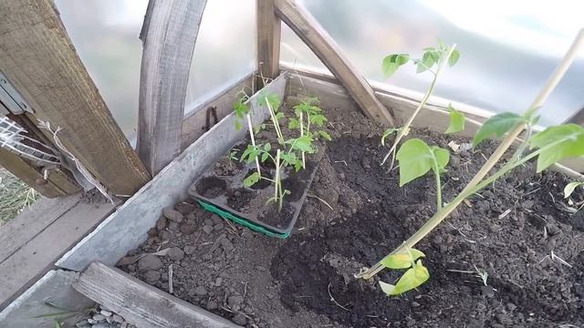 #13 Засаживаем теплицу и готовим компост смотреть онлайн