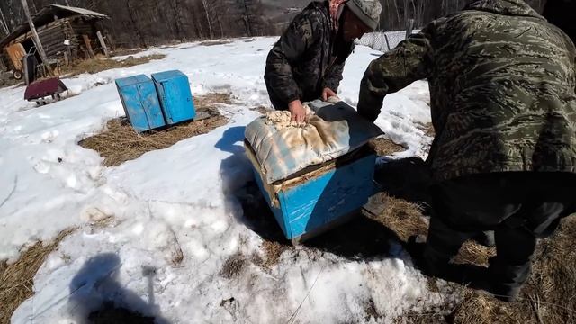 КУПИЛИ КОРОВУ! И НЕ ОДНУ!!! УХХ))) смотреть онлайн