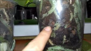 Горшки для орхидей с дырочками...Плюсы и минусы