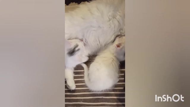 Кошачья семья в сборе 🐱 / Каждый занимается любимым делом #кошки#котята#семья#короткоевидео