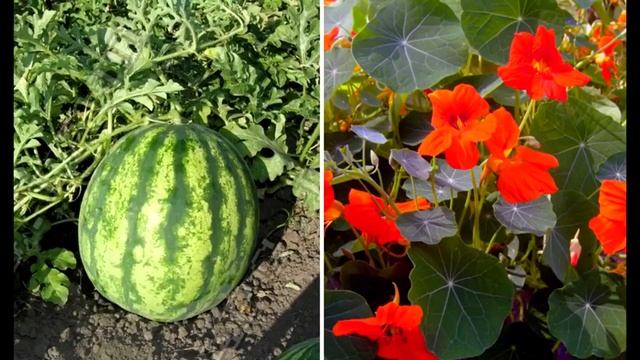 Вот как эффективно сформировать грядки и цветочные клумбы, чтобы урожай был максимальным смотреть онлайн