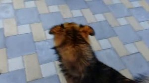 Драка собак