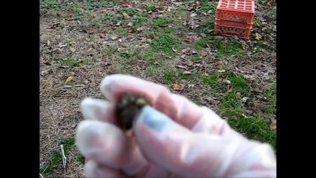 harvesting my CASTOR BEAN SEEDS a beautiful impressive CASTOR OIL PLANT ricinus communis смотреть онлайн