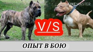 Канарский дог против питбуля.