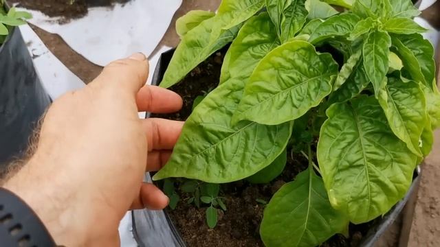 Вот поэтому Перцы после высадки и не растут или замирают и останавливаются в росте!