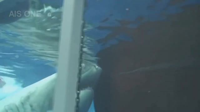 САМЫЕ БОЛЬШИЕ РЫБЫ В МИРЕ ! смотреть онлайн