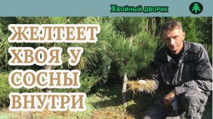 Желтая хвоя у сосны внутри-что это болезнь?Осенняя подготовка хвойных к зиме!