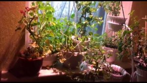 Нашатырь ...температура ...ЗИМУЕТ БРУГМАНСИЯ !!!