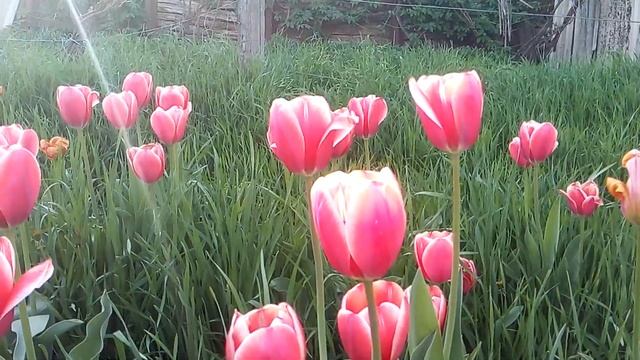 Сад весной/Буйное цветение фруктовых садов 2021 смотреть онлайн