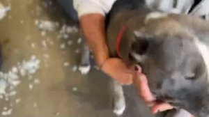 Рустам Солнцев