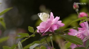 Совместимость: женщина-овен и мужчина-лев