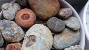 Lithops e Echeveria Purpusorum - Suculentas!