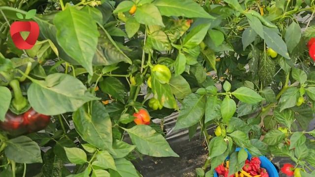 Hot chili peppers are useful in nutrition - find out why смотреть онлайн