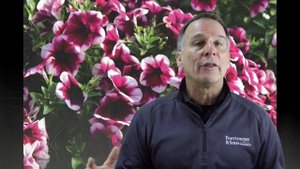 Rim Cherry Petunia Trio