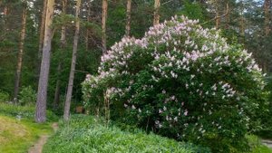Обзор микрорайона Нижняя Ельцовка (Новосибирск, Академгородок) Агентство недвижимости Новосибирска.