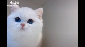 Смешные Видео С Щенками И Котятами(2022) - Собаки И Кошки Сборник