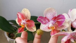 Phal. CY Kaleidoscope (азиатская орхидея бабочка мультифлора, домашнее цветение)