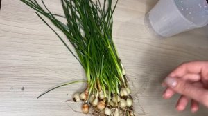 Пересадка Зефирантеса // Zephyranthes Replant // Цветы с "Авито"