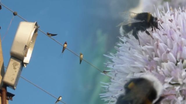 Лесной марш смотреть онлайн