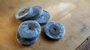 Узнай как вырастить клубнику из семян