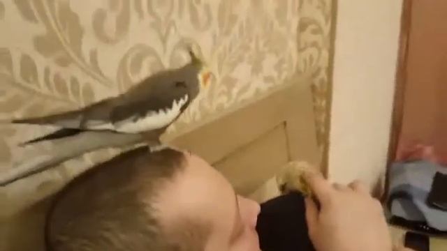 Корелла с характером