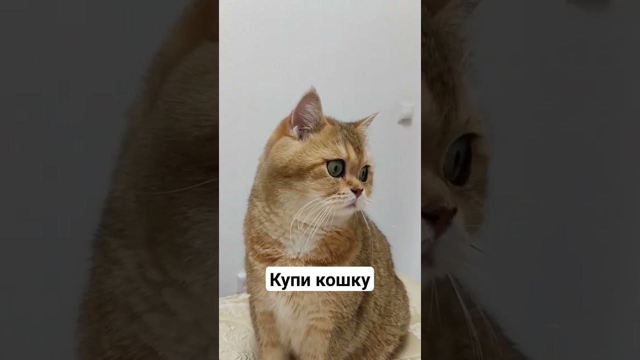 Антидепрессант #cat #cutecat #безкотаижизньнета #котики #animal #смешныекоты