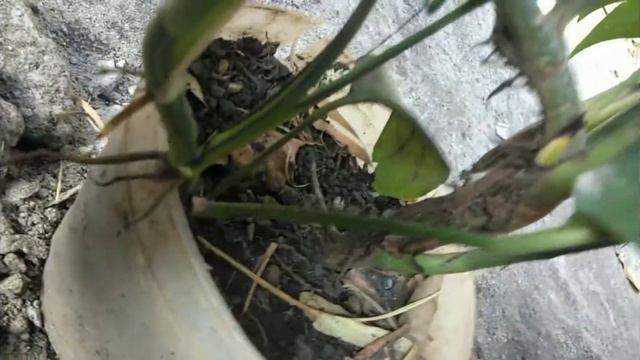 Epipremnum Pinnatum 2 смотреть онлайн