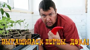 Как вырастить перец чили дома? Часть 11: перцы совсем не растут, закарликовались. Проблема!