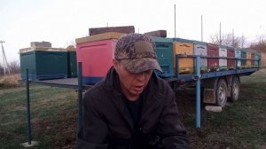 Фальсификат - причина гибели пчёл