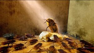 Полчище тараканов