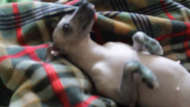 Ксолоитцкуинтли (Xoloitzcuintle)