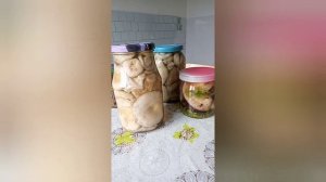 ПРОРАЩИВАЮ ОГУРЦЫ ? ПЕРВЫЕ ВСХОДЫ ДЖУСАЯ ? ОГУРЦЫ В ОТКРЫТОМ ГРУНТЕ ???