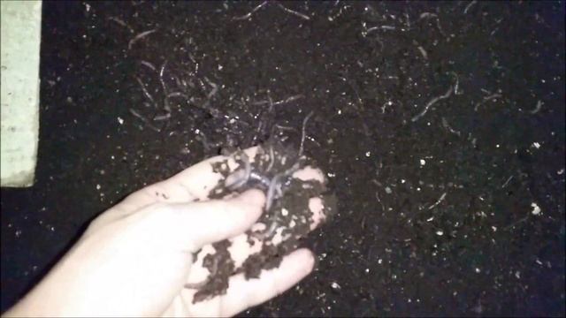 Разведение червей дендробена. От кокона до товарного  червя за 3 месяца.