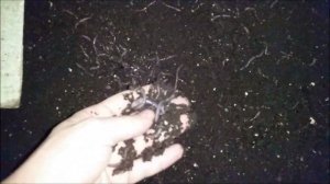 Разведение червей дендробена. От кокона до товарного  червя за 3 месяца.