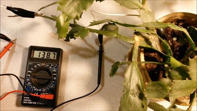 Электрический потенциал в растениях