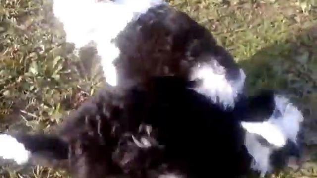 Щенки китайской хохлатой собаки смотреть онлайн