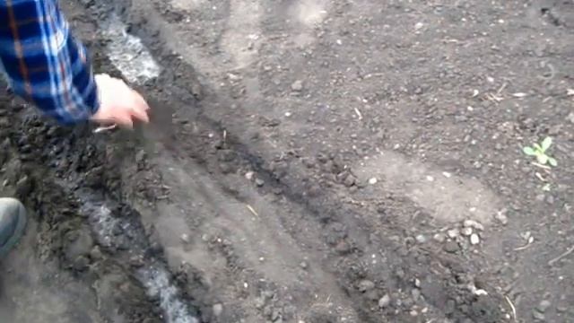 Сеем семена РЕДИС ЖАРА и наши прошлогодние смотреть онлайн