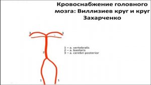 Вилизиев круг кровоснабжение головы. Анатомия.