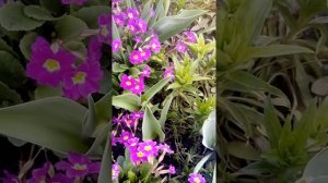 Примула уход,размножение