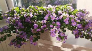 Вегетативная  Бакопа Gulliver Violet.
