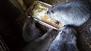 Чем кормить нутрий летом в жару. Семья нутрий.