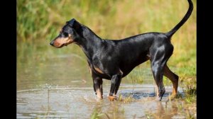 Немецкий   Пинчер/German Pinscher (порода собак HD slide show)!