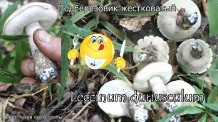 Сероголовик или Подберёзовик тополевый | Leccinum duriusculum