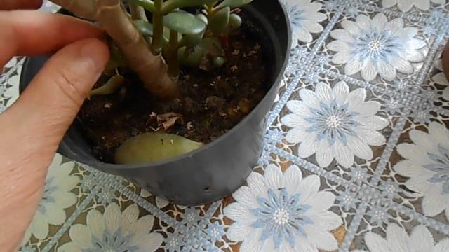 Красула, Толстянка , Денежное дерево. смотреть онлайн